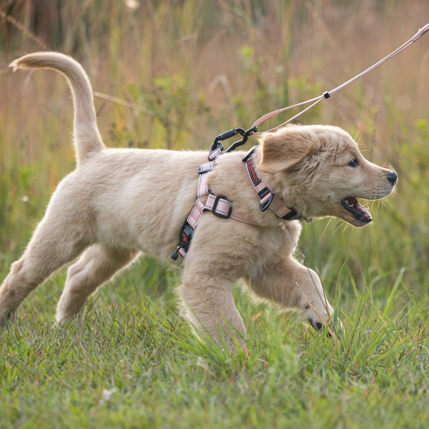 Dog on a leash running through a grassy field