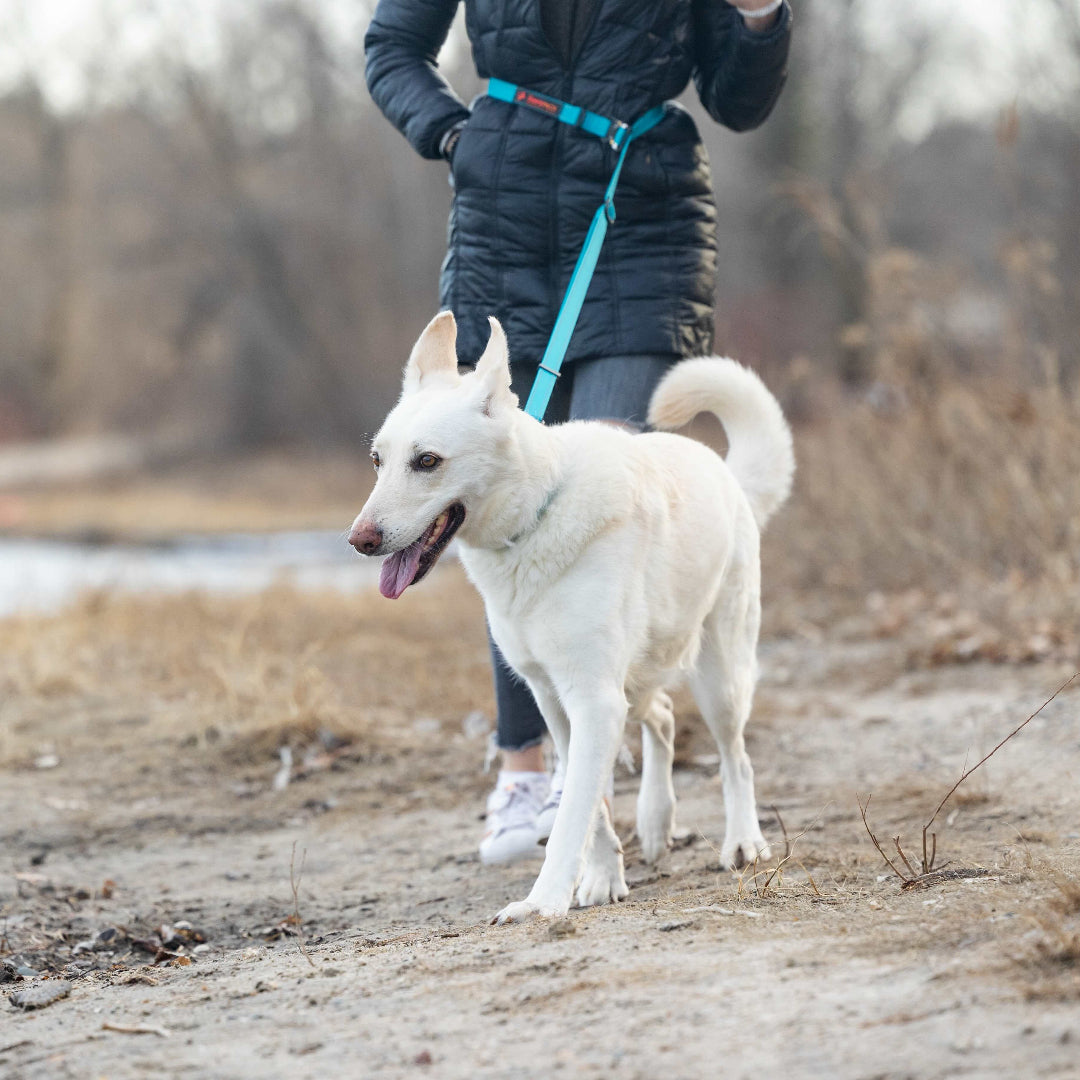 Person walking a white dog on a leash in a natural setting with a body of water in the background.
