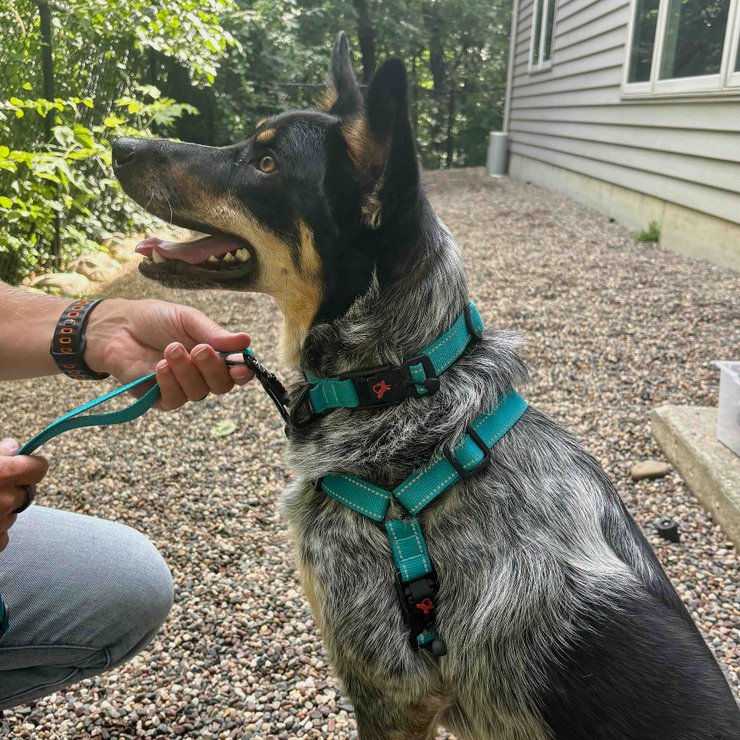 Dog wearing a teal harness and leash, standing on a gravel surface with a person holding the leash.
