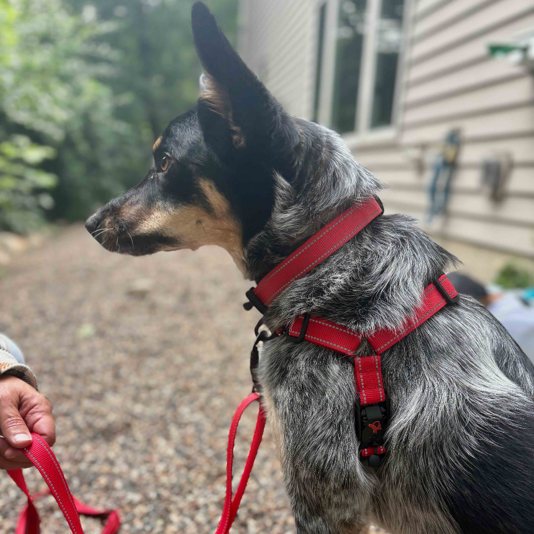 Dog on a leash with a red harness standing on a gravel path.