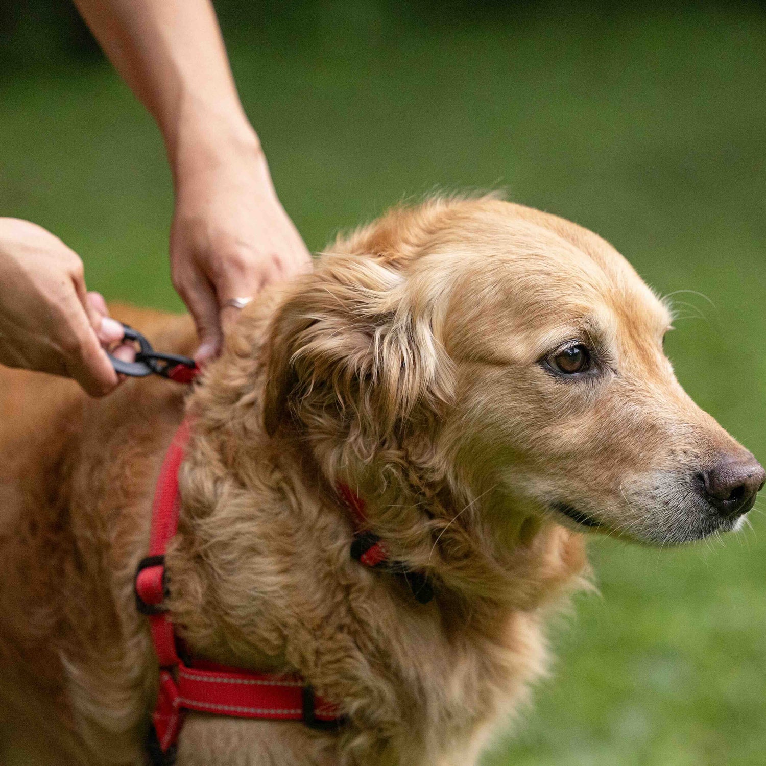 Dog on a red leash with a blurred green background