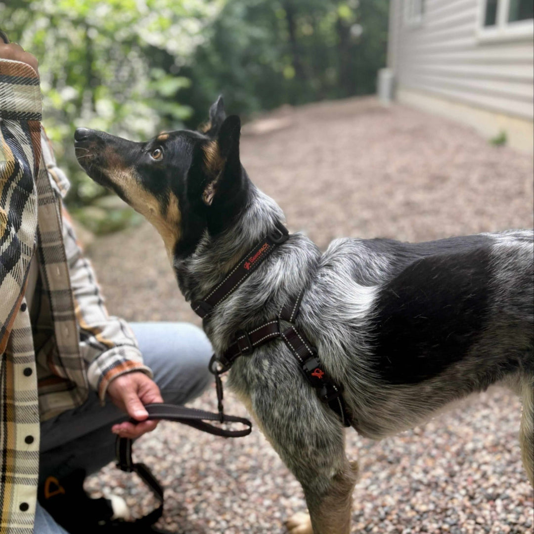 Dog on a leash looking up at a person outdoors with a blurred background
