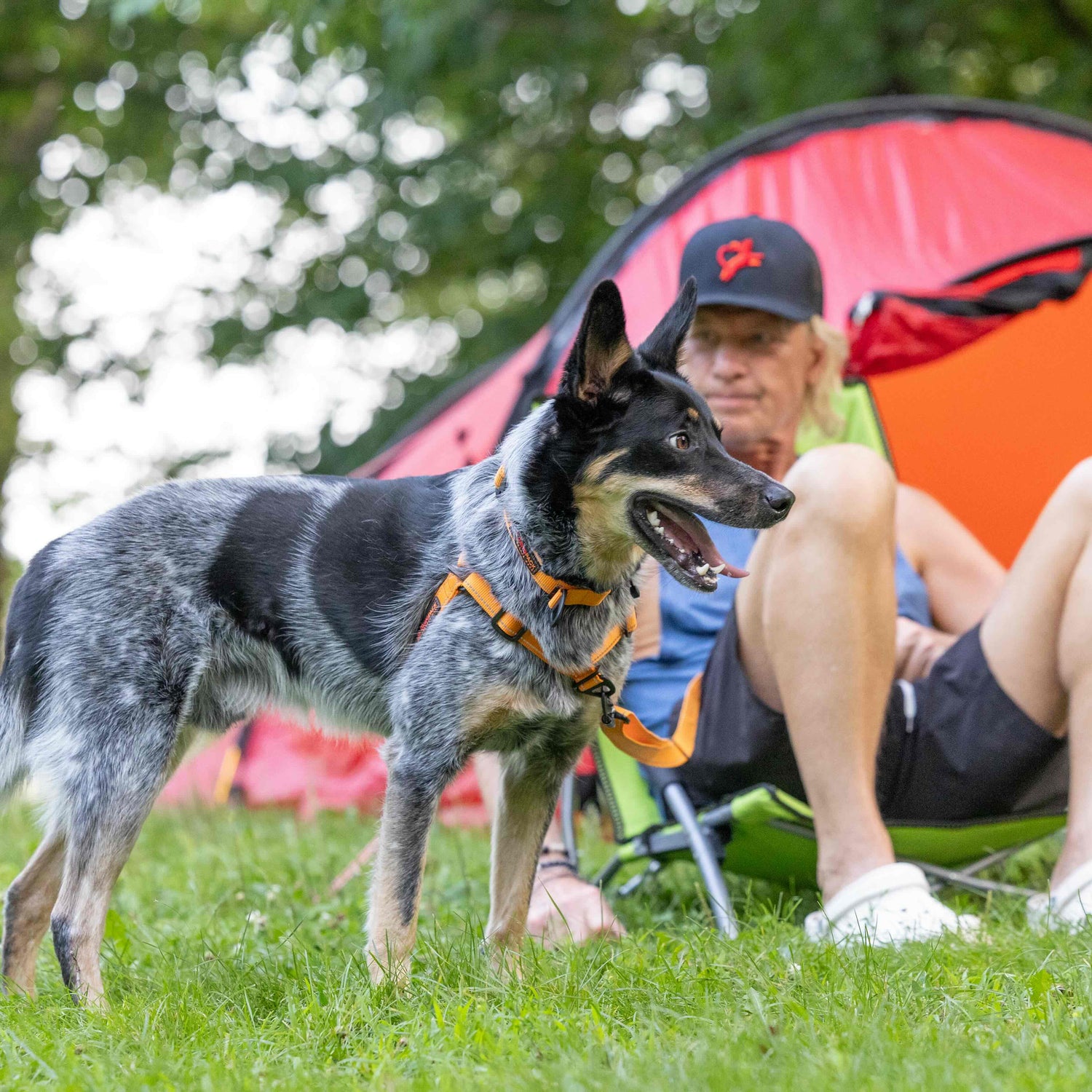 Person sitting in a chair next to a dog in a grassy area with a tent in the background