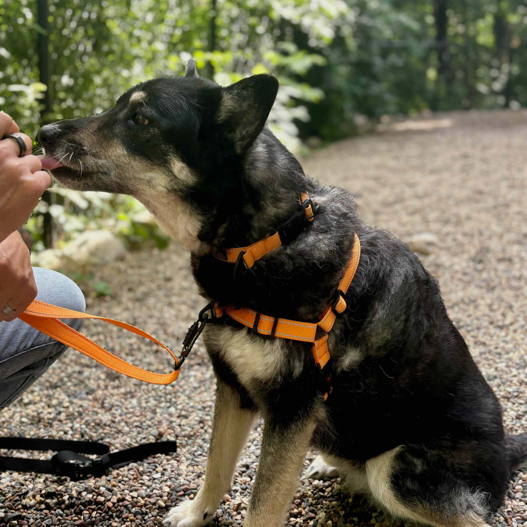 Dog wearing an orange harness sitting on a gravel path with greenery in the background