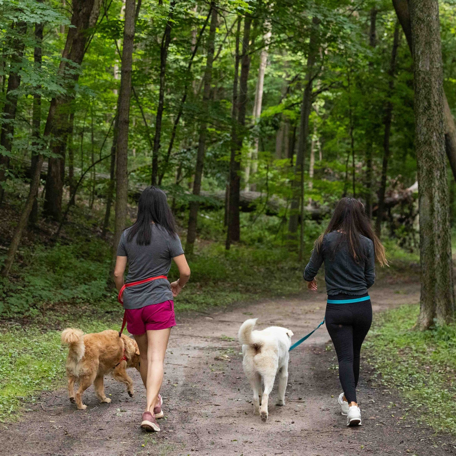 Two people walking dogs on a path through a forest