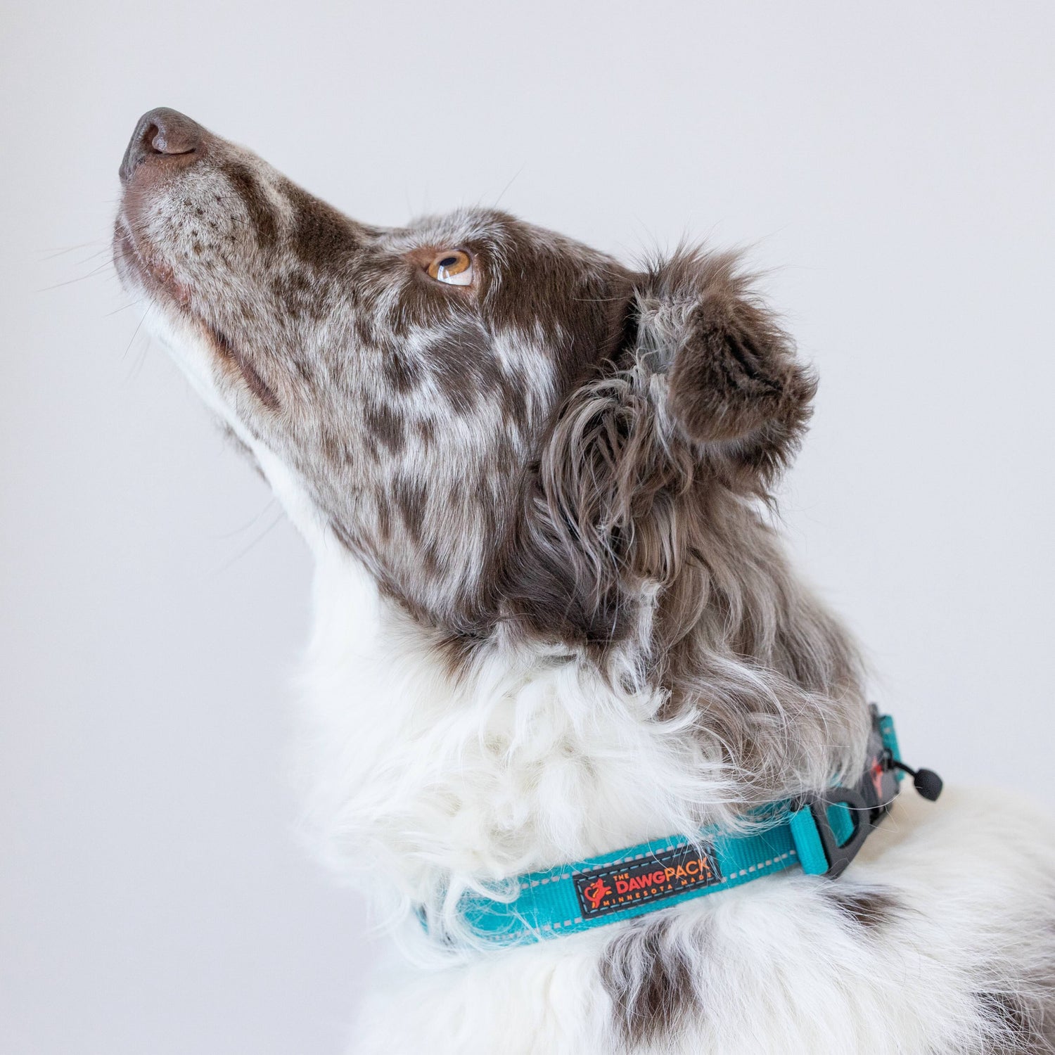 TheDawgPack™ Collars