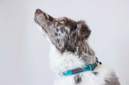 HERO COLLAR™