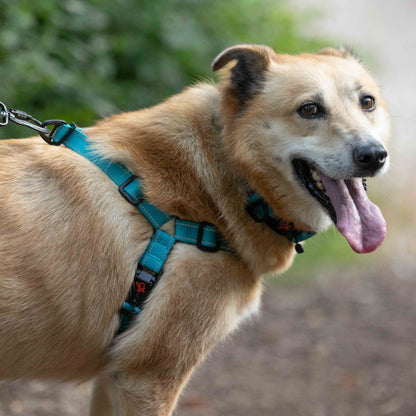 Dog wearing a blue harness with a blurred natural background