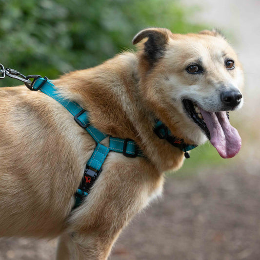 Dog wearing a blue harness with a blurred natural background