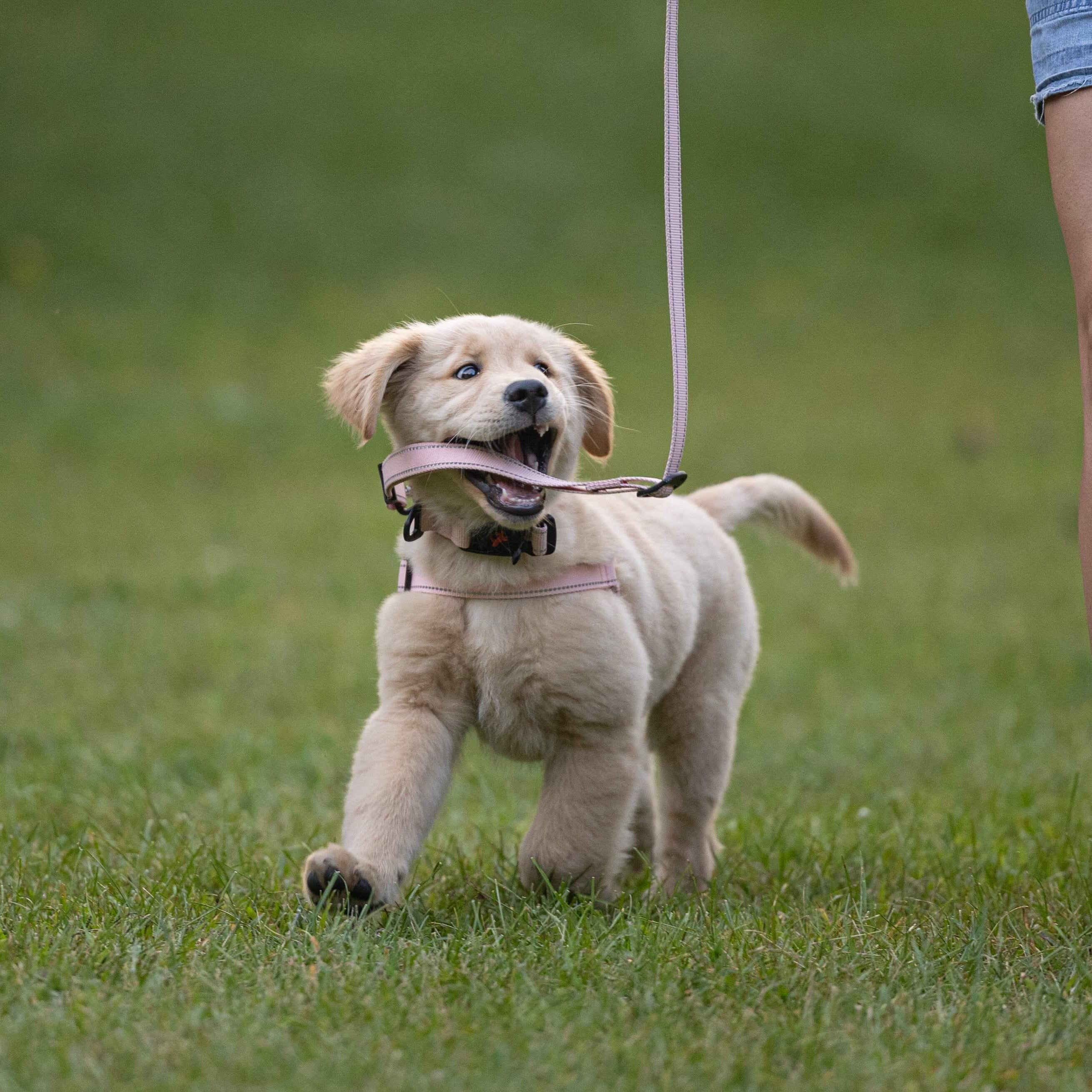 Small dog on a leash being walked on grass