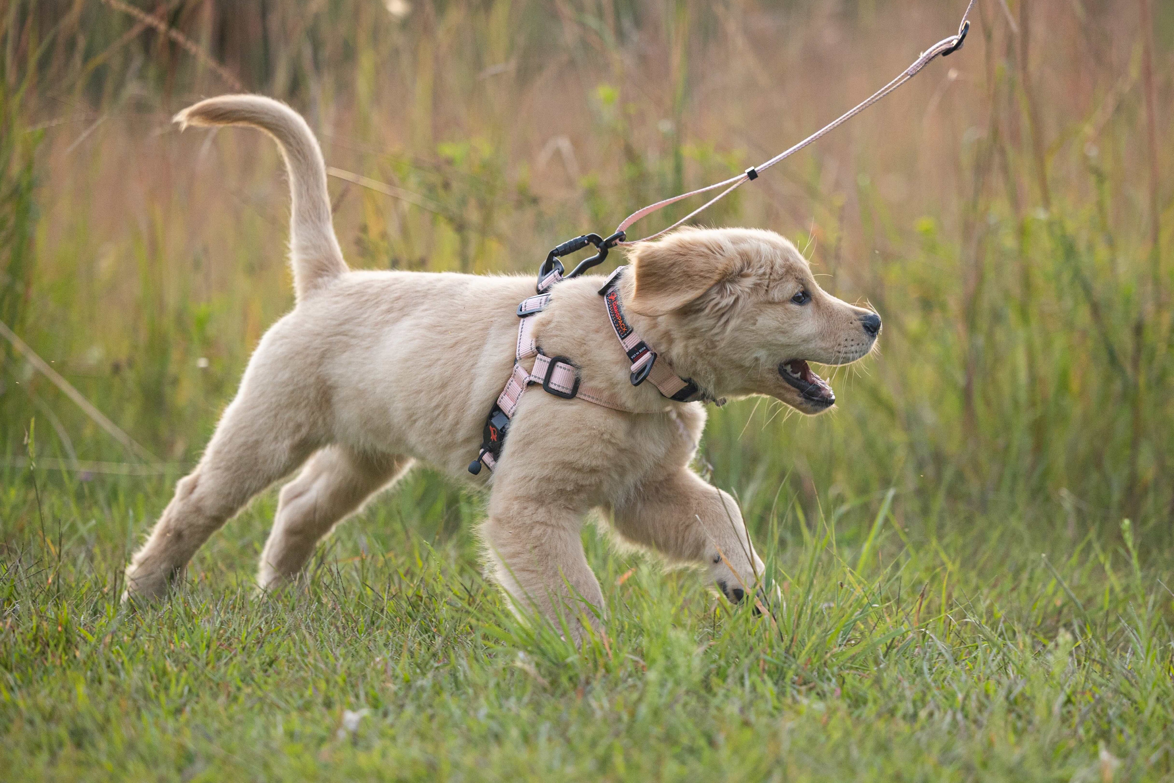 Dog on a leash running through a grassy field