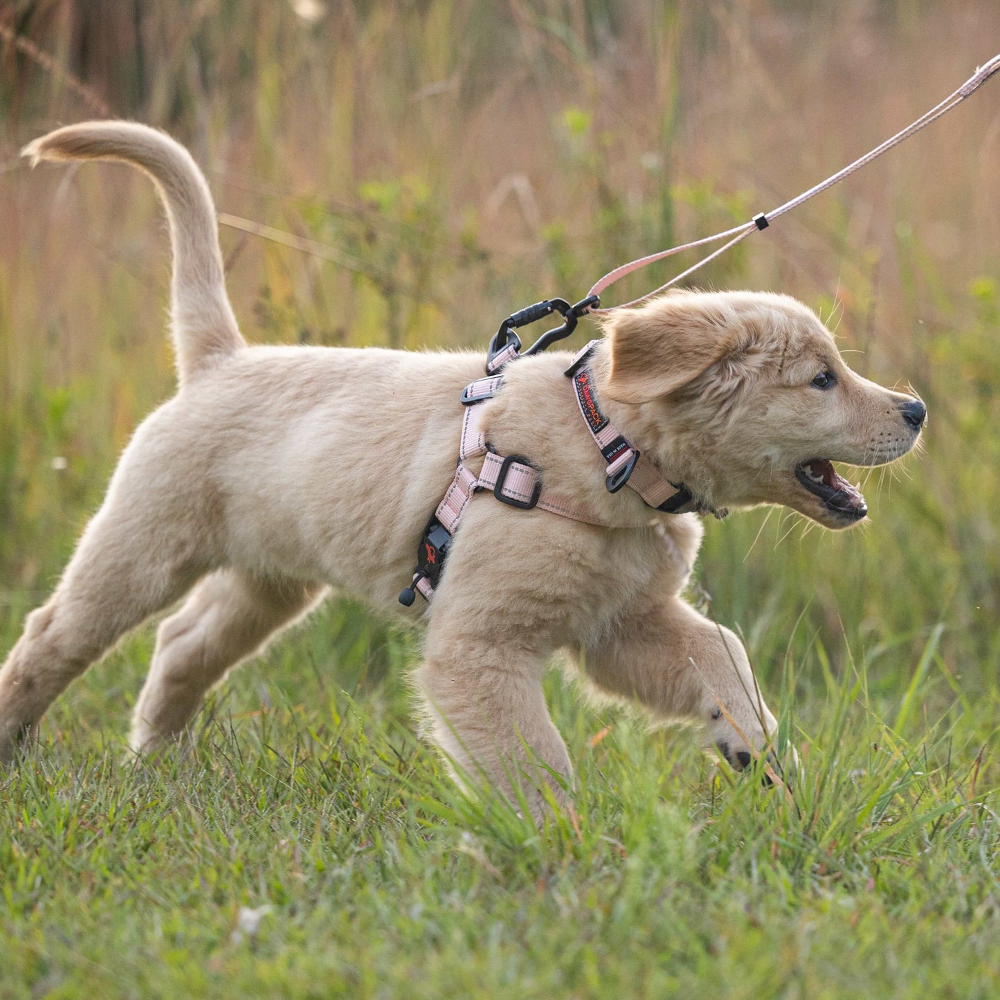 Dog on a leash running through a grassy field
