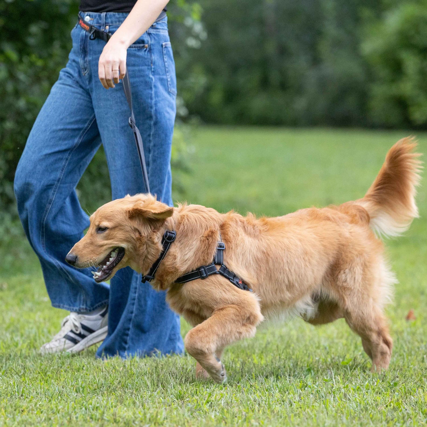 Person walking a dog on a leash in a park