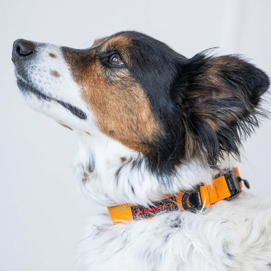 Dog wearing an orange collar with a brand logo on a white background