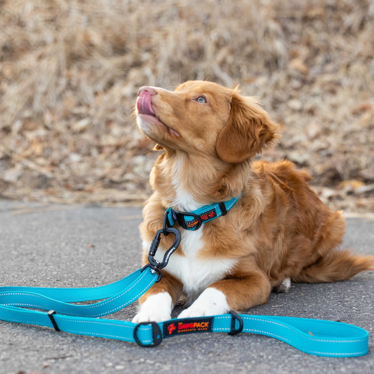 Dog wearing a blue leash sitting on a concrete surface with a natural background