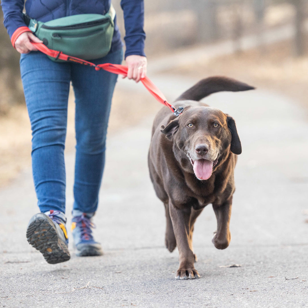 Person walking a dog on a leash in an outdoor setting