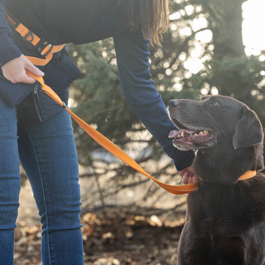Person holding an orange leash with a dog outdoors
