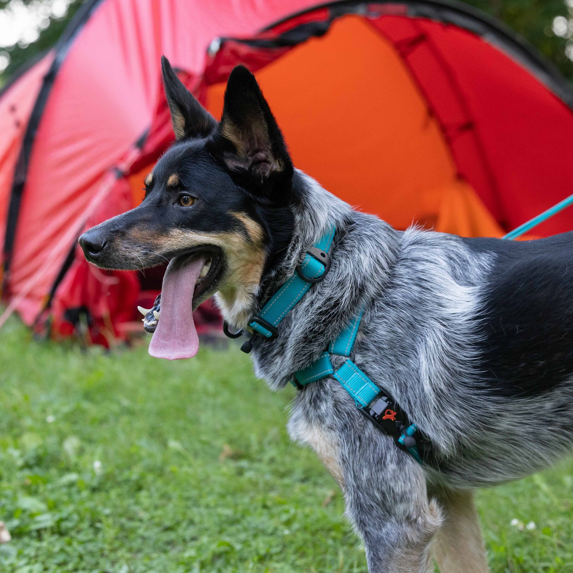 Dog on a leash in front of a red tent in a grassy area