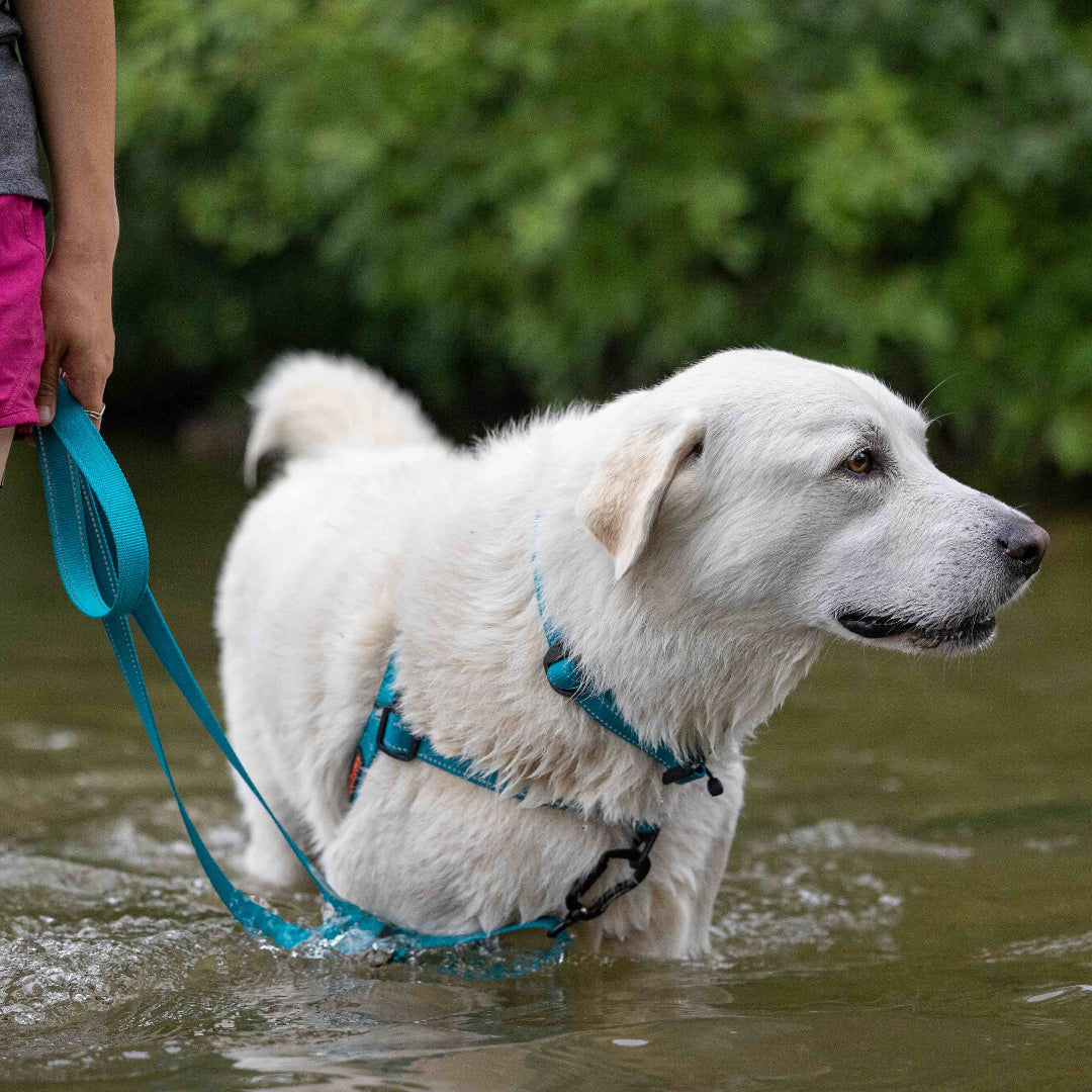 White dog on a leash being walked through water by a person wearing pink shorts.