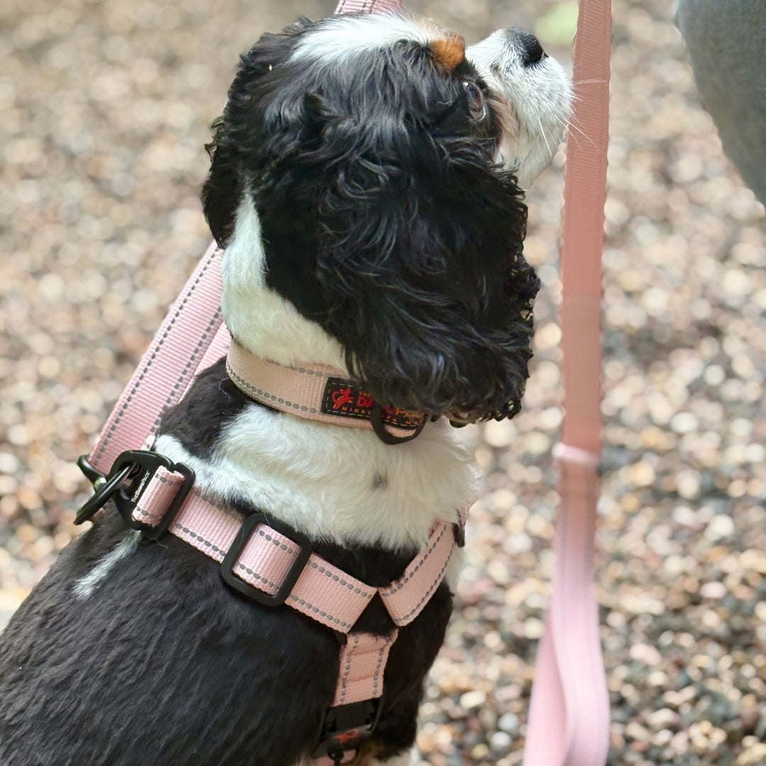 Dog wearing a pink harness on a gravel surface