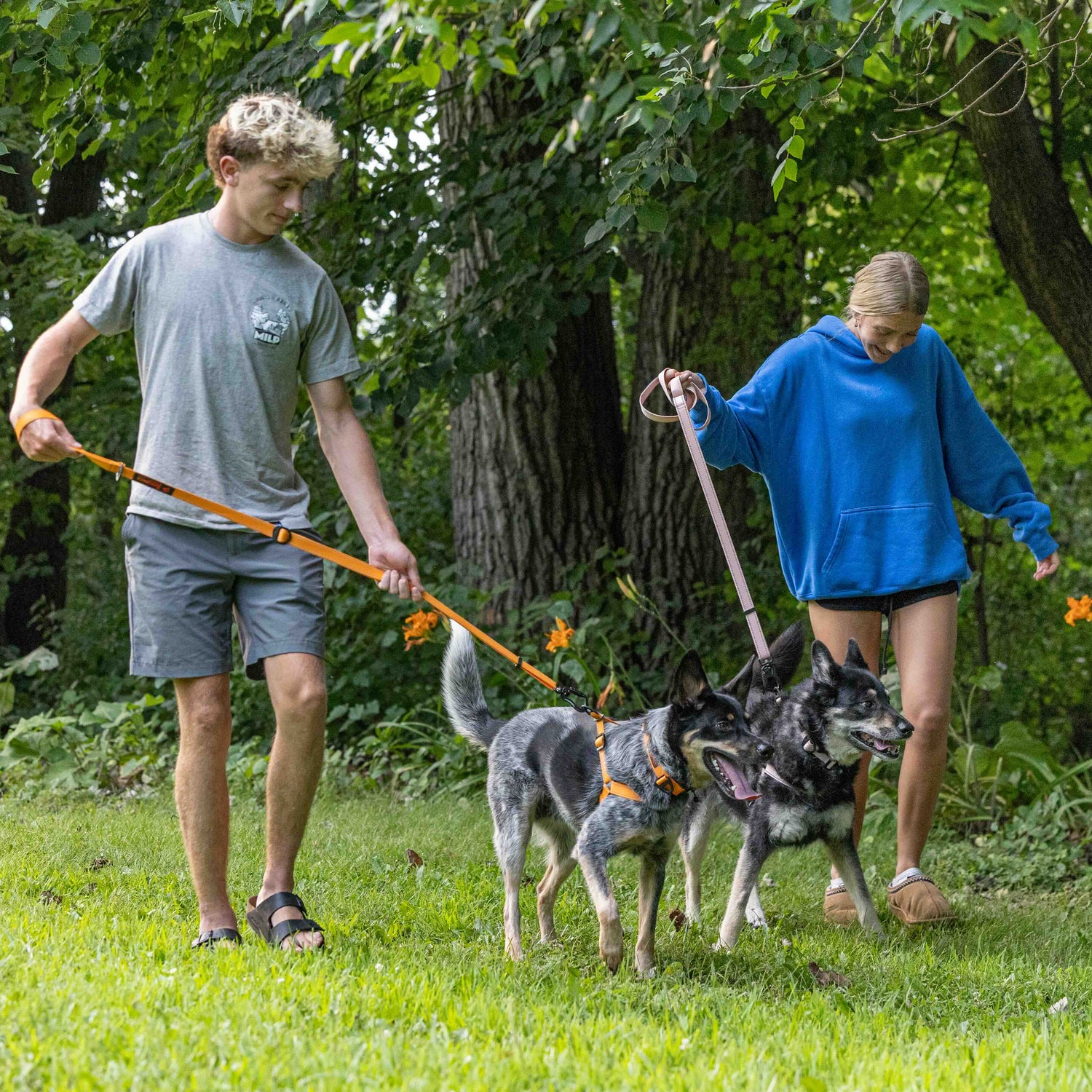Two people walking two dogs on leashes in a park setting