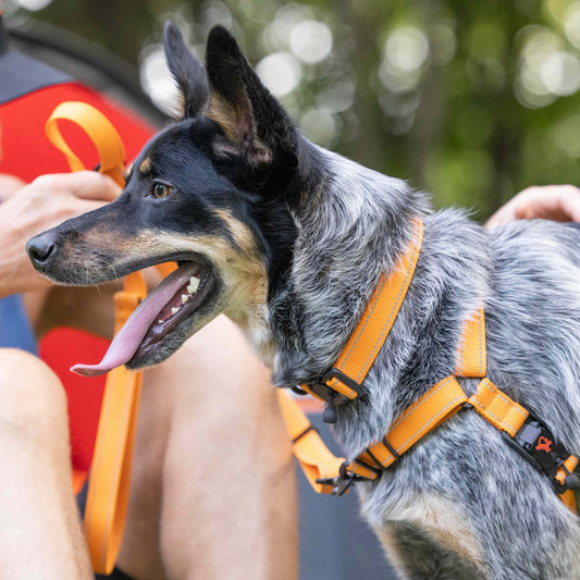 Dog wearing an orange harness sitting next to a person outdoors