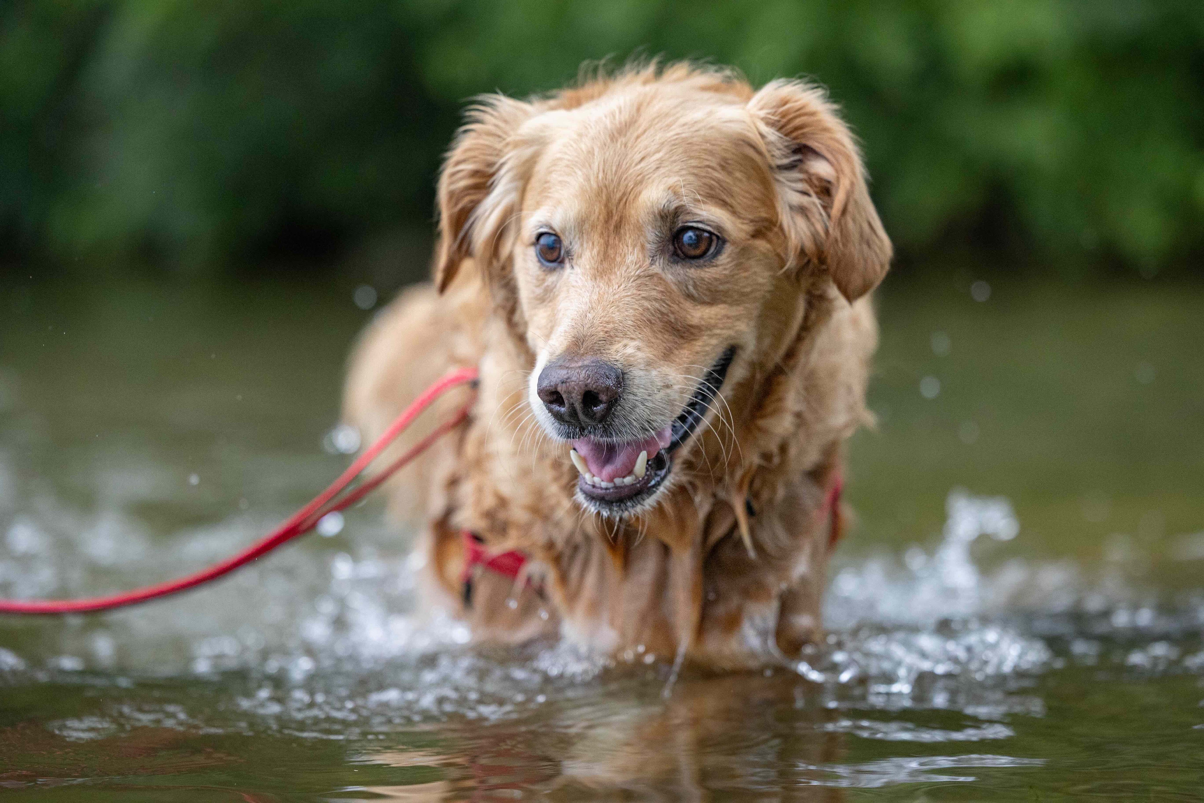 Dog walking through water with a red leash