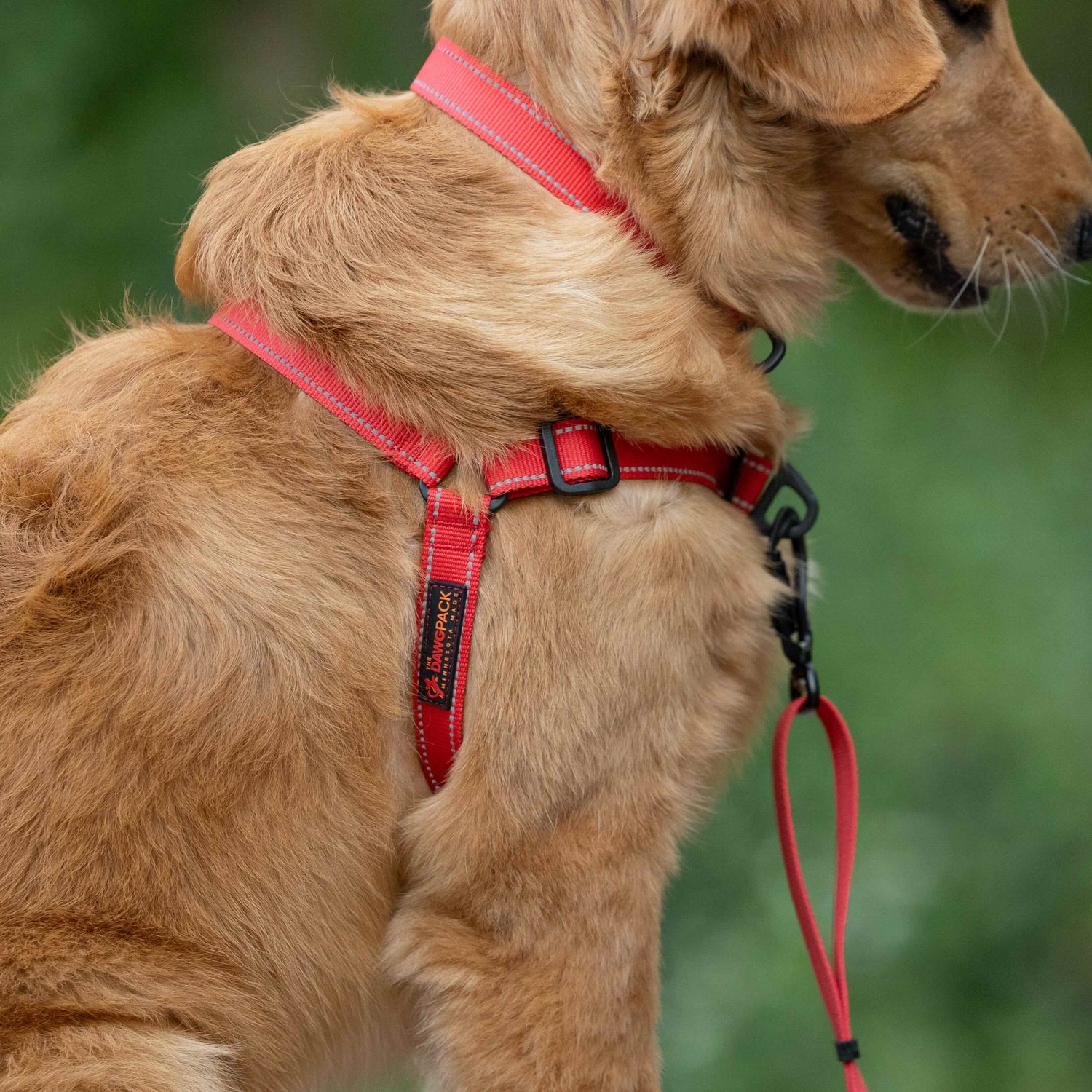 Dog wearing a red harness with a blurred green background