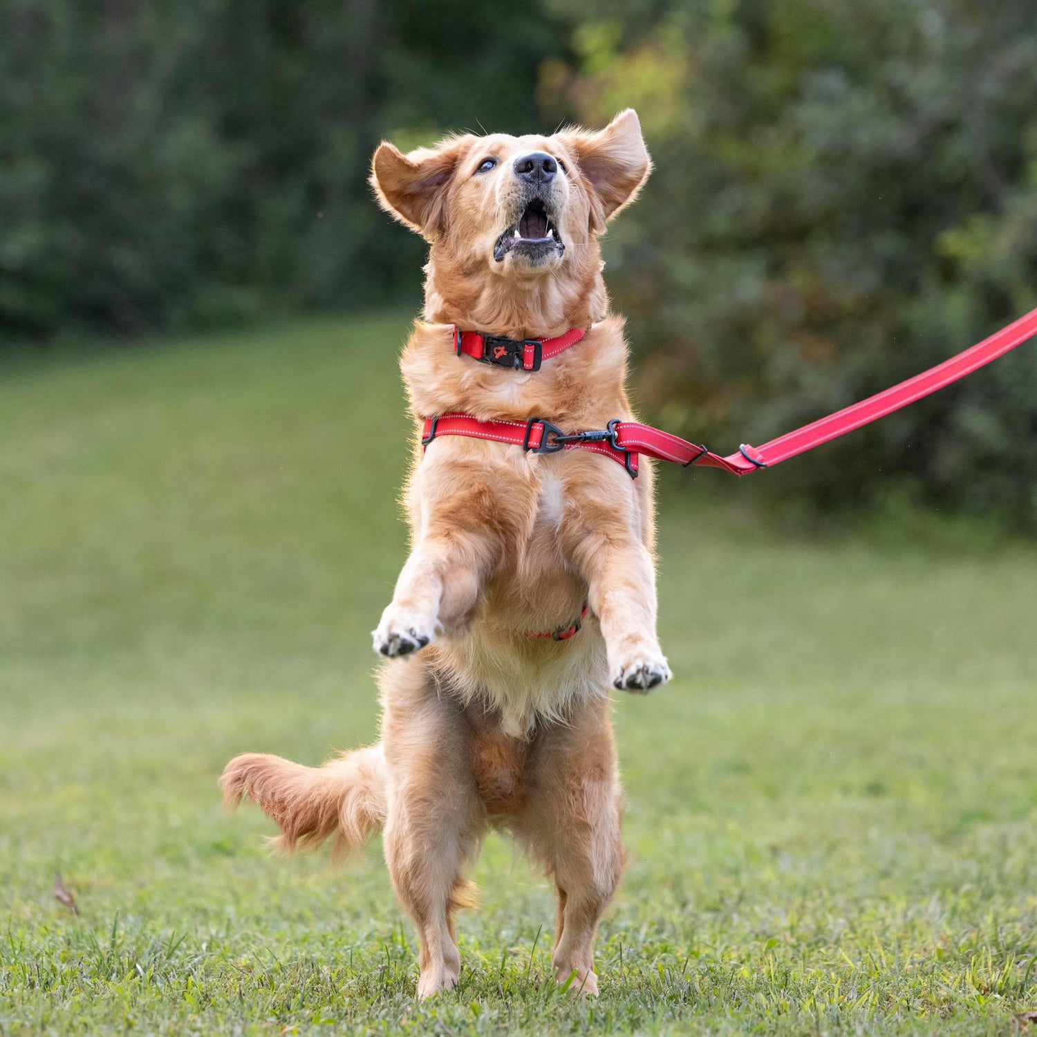 Dog on a leash jumping to catch a treat in a grassy outdoor setting