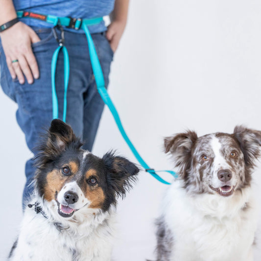 Two dogs on leashes with a person standing behind them against a white background