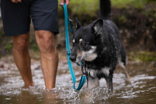Dog walking on a leash in water with a person partially visible