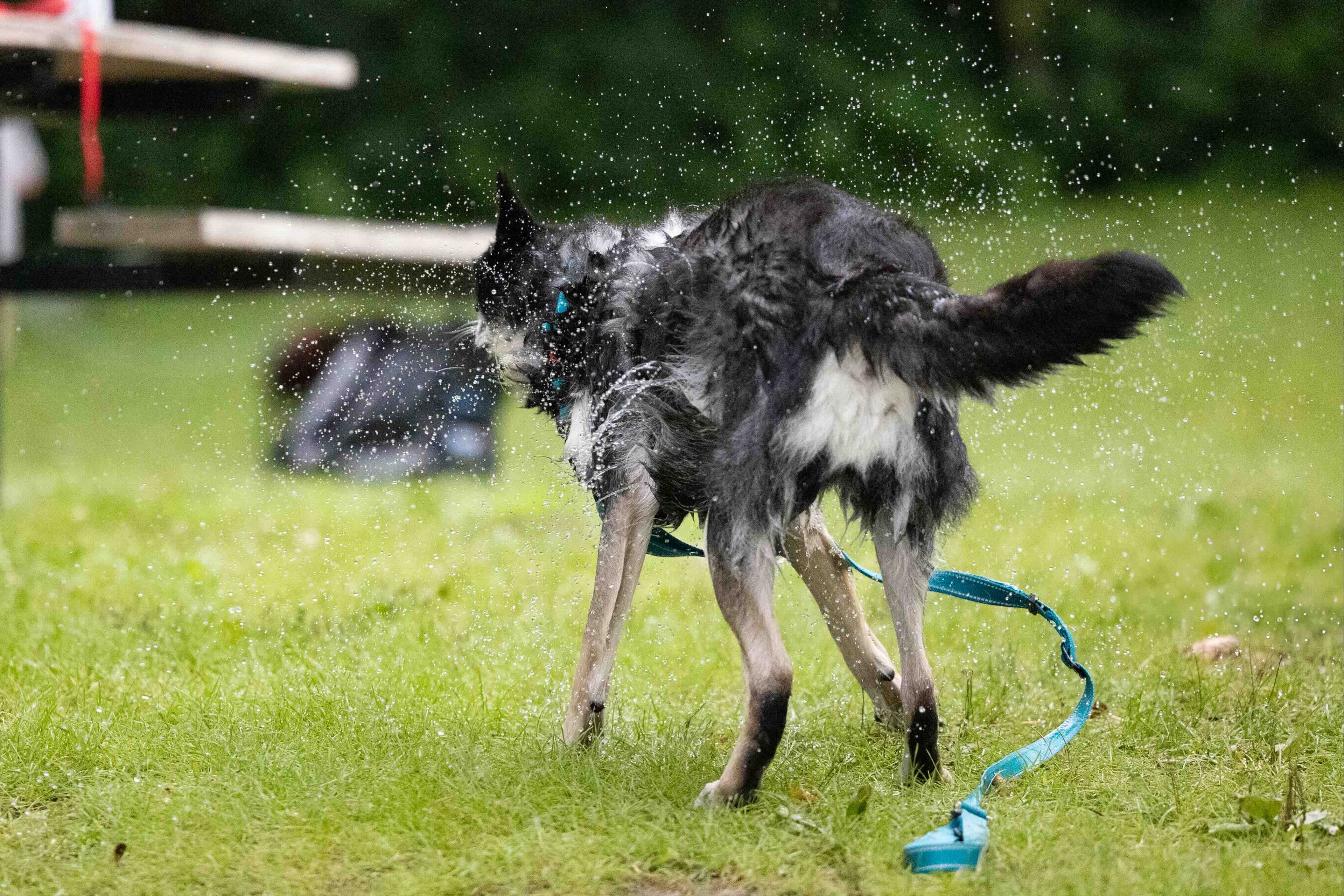 Dog playing in water on a grassy area with a blurred background
