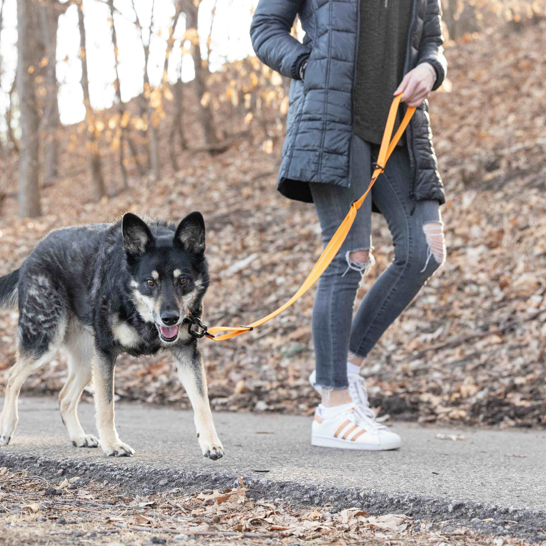 Person walking a dog on a leash in a park setting