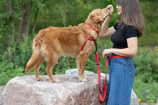 Woman standing on a rock with a dog, both wearing red leashes, in a natural setting.